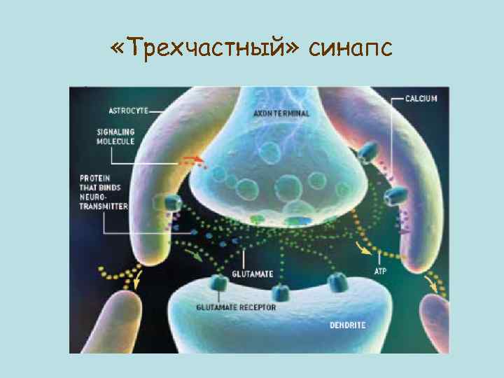  «Трехчастный» синапс 