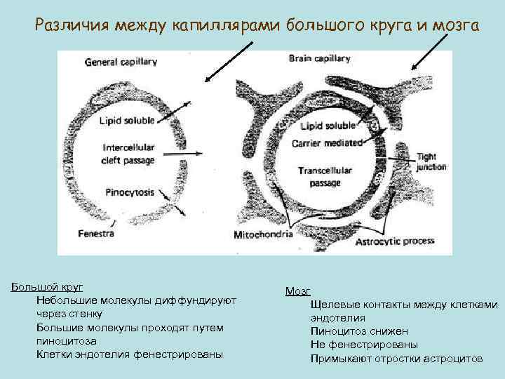 Различия между капиллярами большого круга и мозга Большой круг Небольшие молекулы диффундируют через стенку