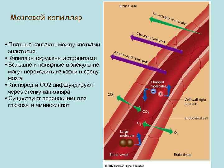 Мозговой капилляр • Плотные контакты между клетками эндотелия • Капиляры окружены астроцитами • Большие