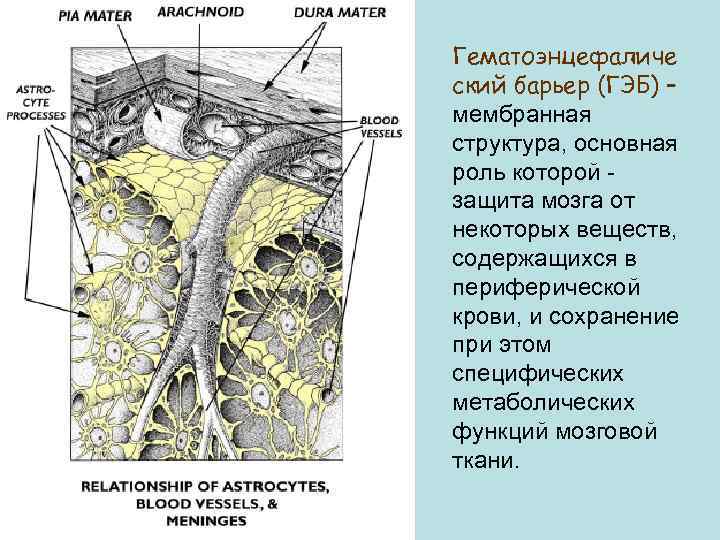 Гематоэнцефаличе ский барьер (ГЭБ) – мембранная структура, основная роль которой защита мозга от некоторых