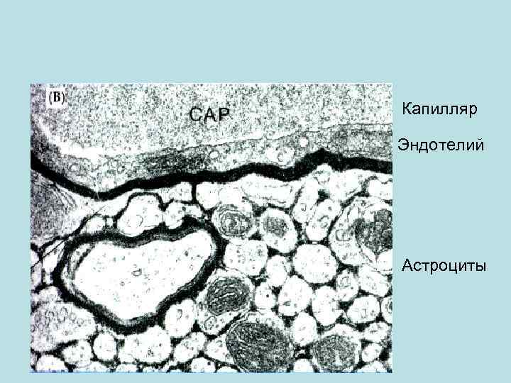Капилляр Эндотелий Астроциты 