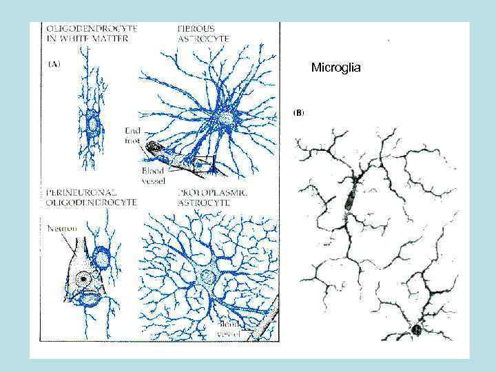 Microglia 