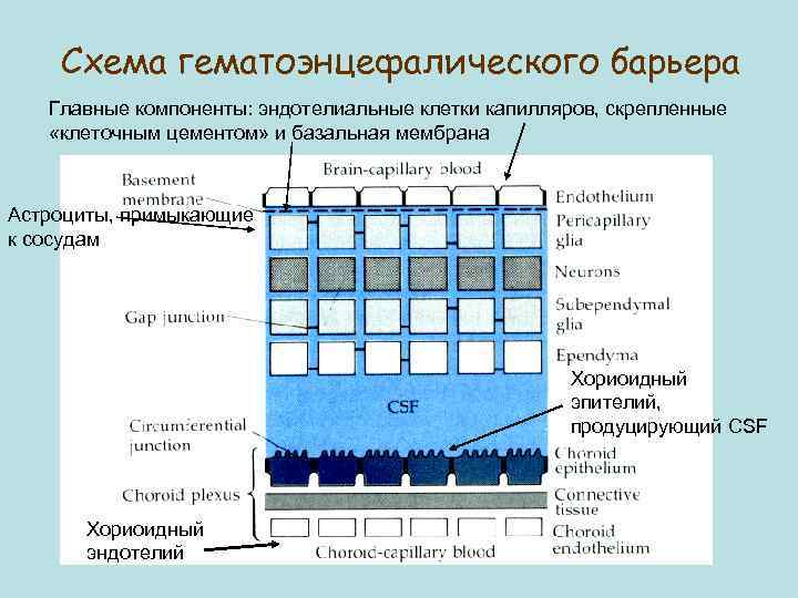 Схема гематоэнцефалического барьера Главные компоненты: эндотелиальные клетки капилляров, скрепленные «клеточным цементом» и базальная мембрана