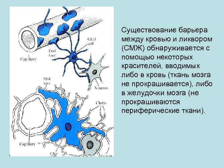 Существование барьера между кровью и ликвором (СМЖ) обнаруживается с помощью некоторых красителей, вводимых либо