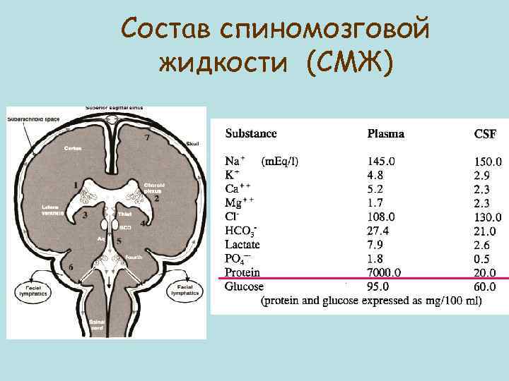 Состав спиномозговой жидкости (СМЖ) 