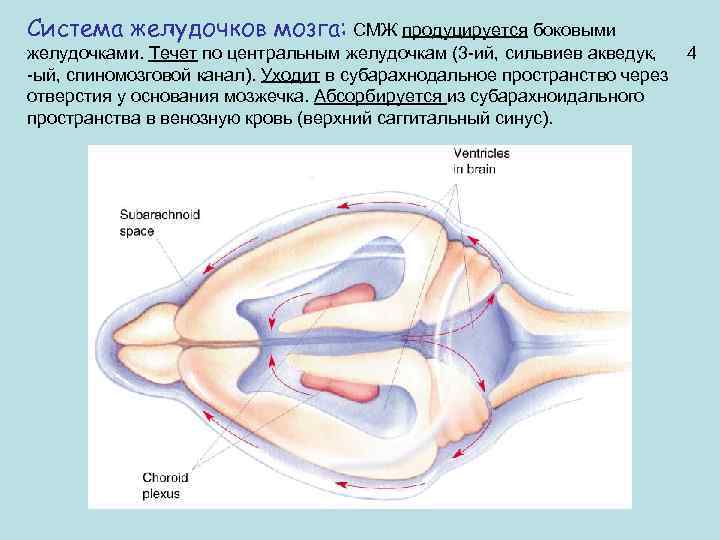 Система желудочков мозга: СМЖ продуцируется боковыми желудочками. Течет по центральным желудочкам (3 -ий, сильвиев