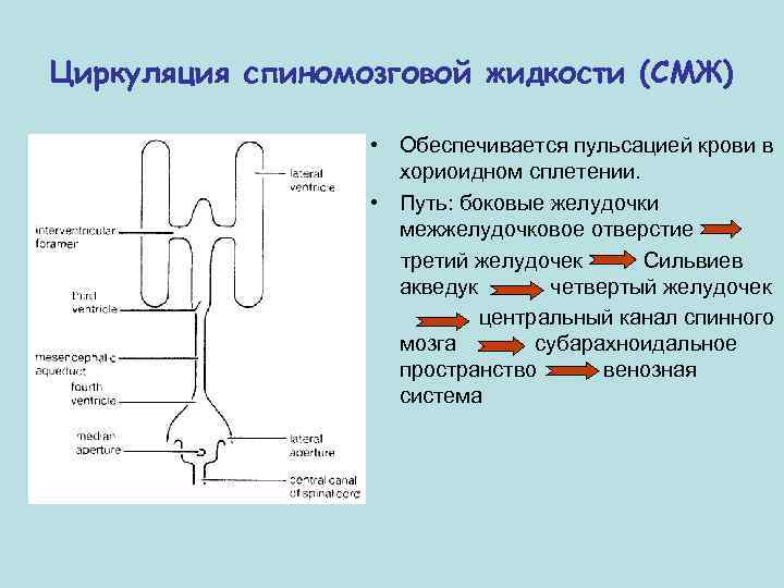 Циркуляция спиномозговой жидкости (СМЖ) • Обеспечивается пульсацией крови в хориоидном сплетении. • Путь: боковые