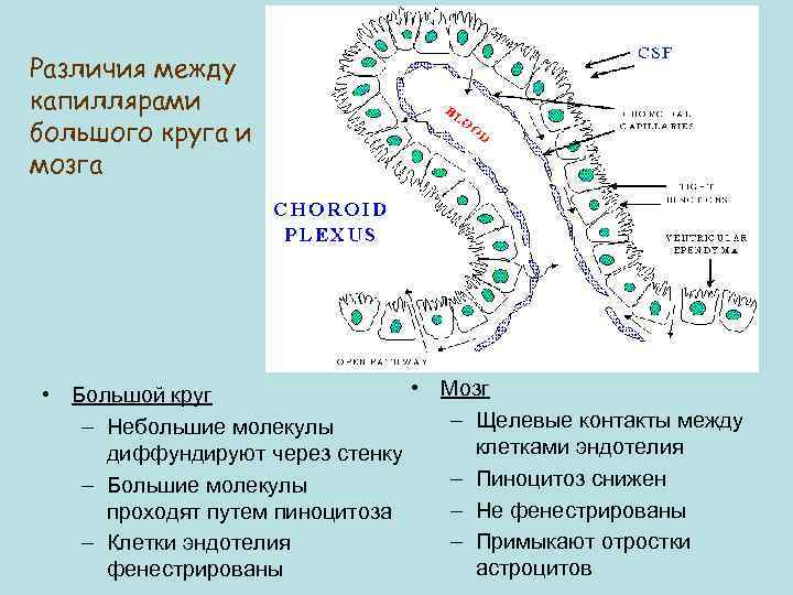 Различия между капиллярами большого круга и мозга • Мозг • Большой круг – Щелевые