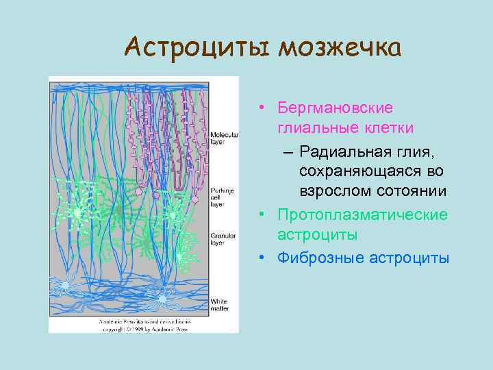 Астроциты мозжечка • Бергмановские глиальные клетки – Радиальная глия, сохраняющаяся во взрослом сотоянии •