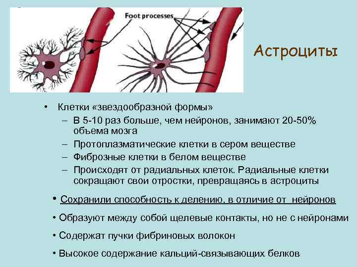 Астроциты • Клетки «звездообразной формы» – В 5 -10 раз больше, чем нейронов, занимают