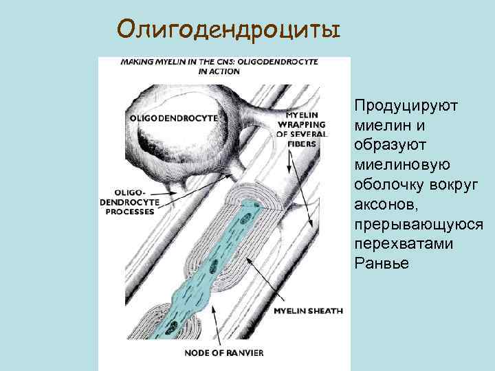 Олигодендроциты Продуцируют миелин и образуют миелиновую оболочку вокруг аксонов, прерывающуюся перехватами Ранвье 