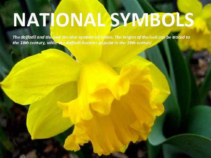 NATIONAL SYMBOLS The daffodil and the leek are also symbols of Wales. The origins