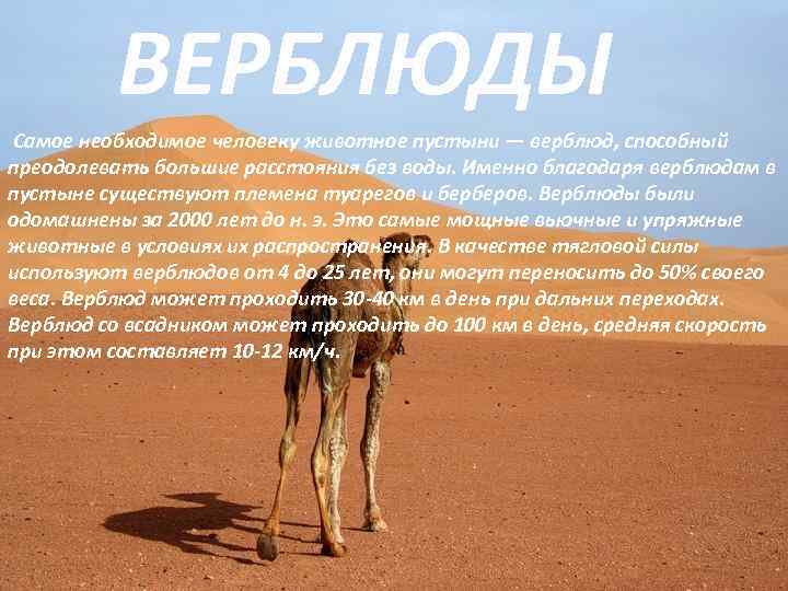  ВЕРБЛЮДЫ Самое необходимое человеку животное пустыни — верблюд, способный преодолевать большие расстояния без