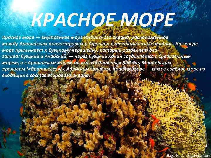 Описание красного моря по плану 5 класс - 98 фото