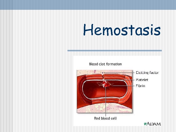 Hemostasis 