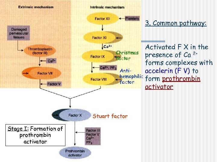 3. Common pathway: Ca 2+ Activated F X in the Christmas presence of Ca