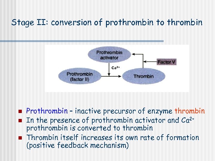 Stage II: conversion of prothrombin to thrombin Ca 2+ n n n Prothrombin –