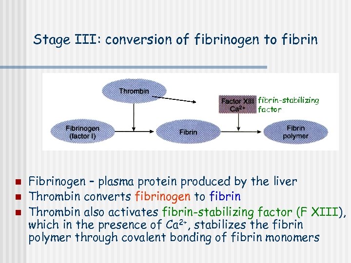 Stage III: conversion of fibrinogen to fibrin-stabilizing factor n n n Fibrinogen – plasma