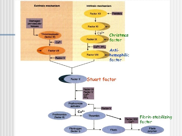 Ca 2+ Christmas factor Antihemophilic factor Stuart factor Ca 2+ Fibrin-stabilizing factor 