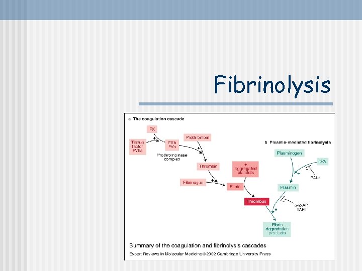 Fibrinolysis 