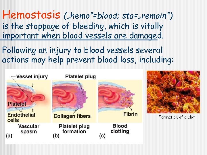 Hemostasis („hemo”=blood; sta=„remain”) is the stoppage of bleeding, which is vitally important when blood