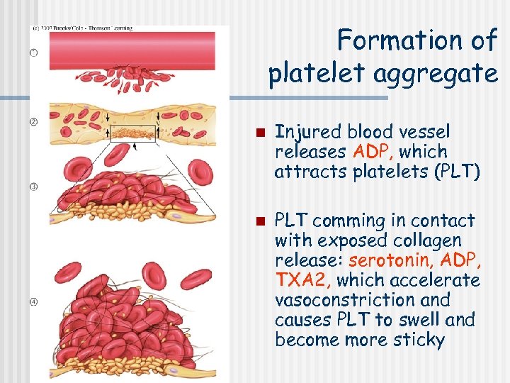 Formation of platelet aggregate n n Injured blood vessel releases ADP, which attracts platelets