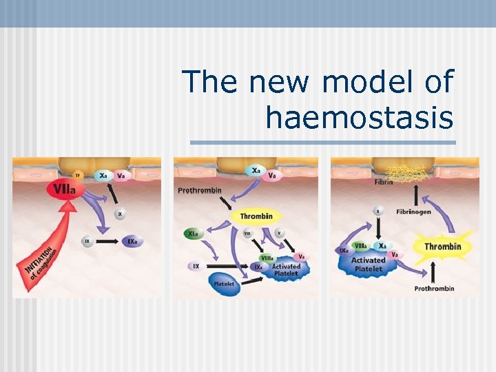 The new model of haemostasis 