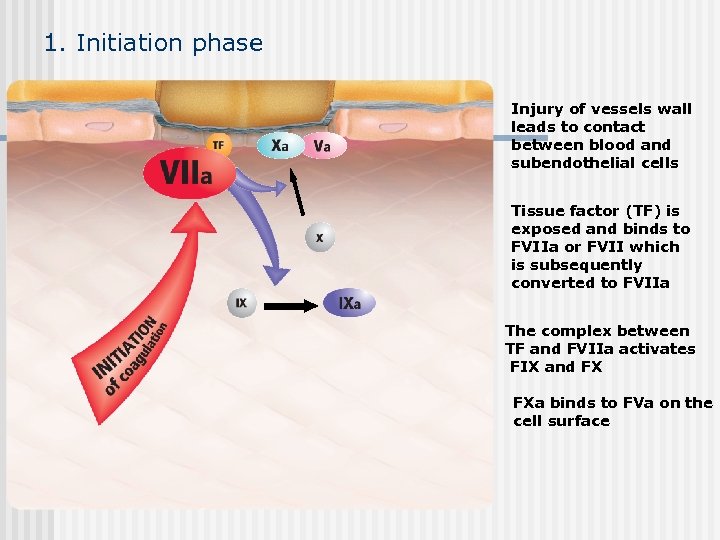 1. Initiation phase Injury of vessels wall leads to contact between blood and subendothelial