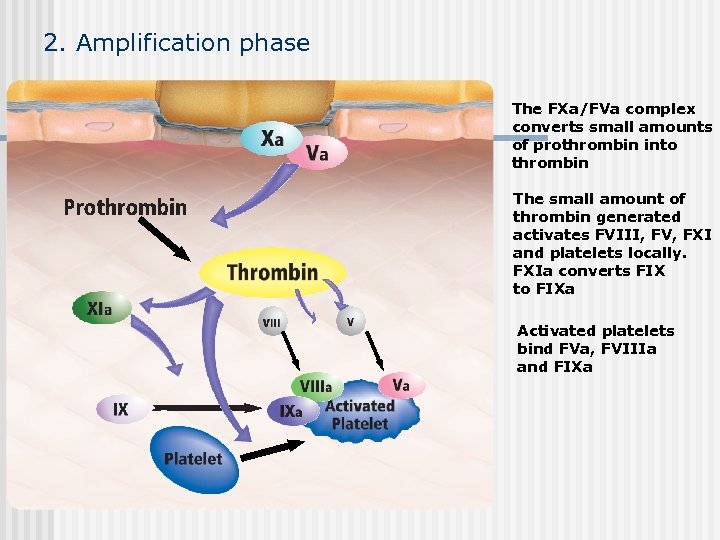 2. Amplification phase The FXa/FVa complex converts small amounts of prothrombin into thrombin The