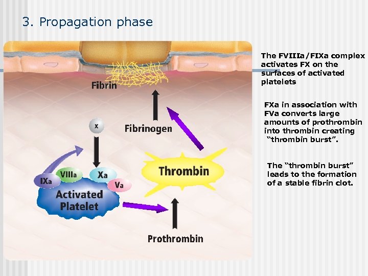 3. Propagation phase The FVIIIa/FIXa complex activates FX on the surfaces of activated platelets