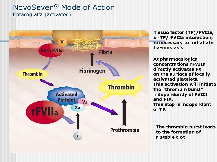 Novo. Seven® Mode of Action Eptacog alfa (activated) Tissue factor (TF)/FVIIa, or TF/r. FVIIa