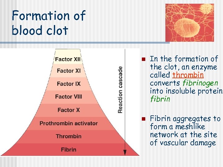 Formation of blood clot n n In the formation of the clot, an enzyme