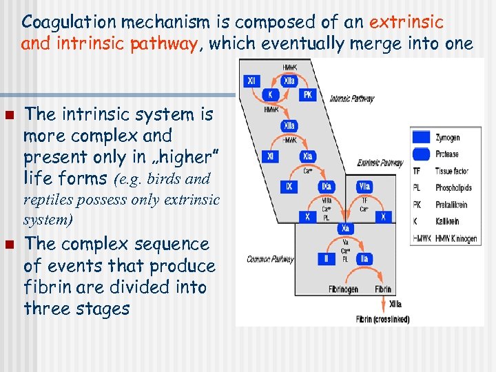 Coagulation mechanism is composed of an extrinsic and intrinsic pathway, which eventually merge into