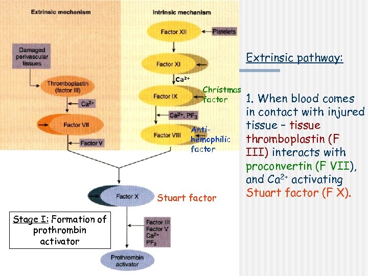 Extrinsic pathway: Ca 2+ Christmas factor Antihemophilic factor Stuart factor Stage I: Formation of