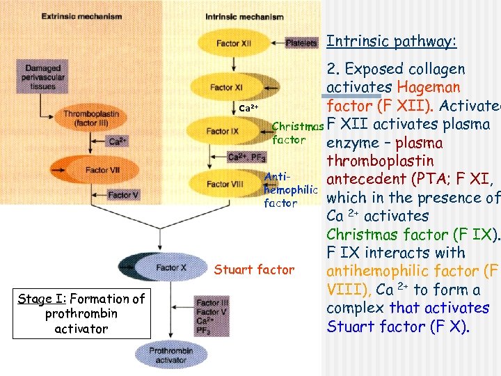 Intrinsic pathway: 2. Exposed collagen activates Hageman factor (F XII). Activated Ca Christmas F