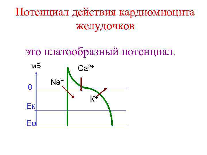 Потенциал действия кардиомиоцита желудочков это платообразный потенциал. м. В 0 Ек Ео Са 2+