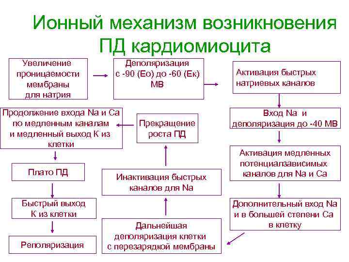 Ионный механизм возникновения ПД кардиомиоцита Увеличение проницаемости мембраны для натрия Деполяризация с -90 (Ео)