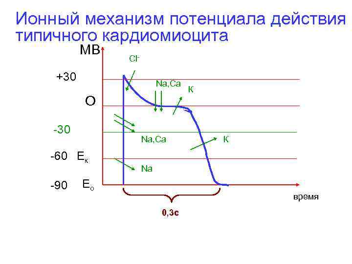 Фазы потенциала действия рабочего кардиомиоцита