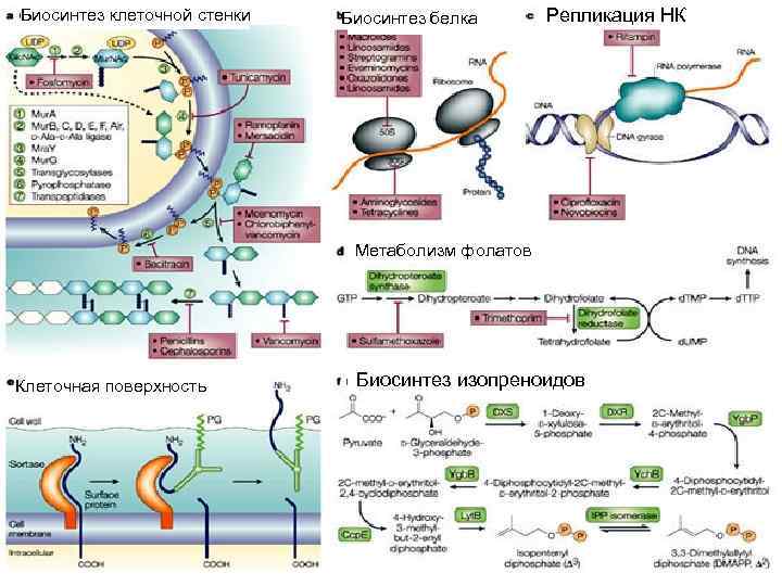 Реакции биосинтеза белка. Биосинтез белка репликация. Биосинтез компонента вируса. Биосинтез клетки. Биосинтез репликация.