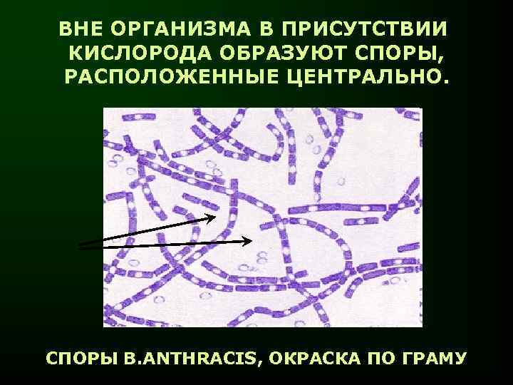 ВНЕ ОРГАНИЗМА В ПРИСУТСТВИИ КИСЛОРОДА ОБРАЗУЮТ СПОРЫ, РАСПОЛОЖЕННЫЕ ЦЕНТРАЛЬНО. СПОРЫ B. ANTHRACIS, ОКРАСКА ПО
