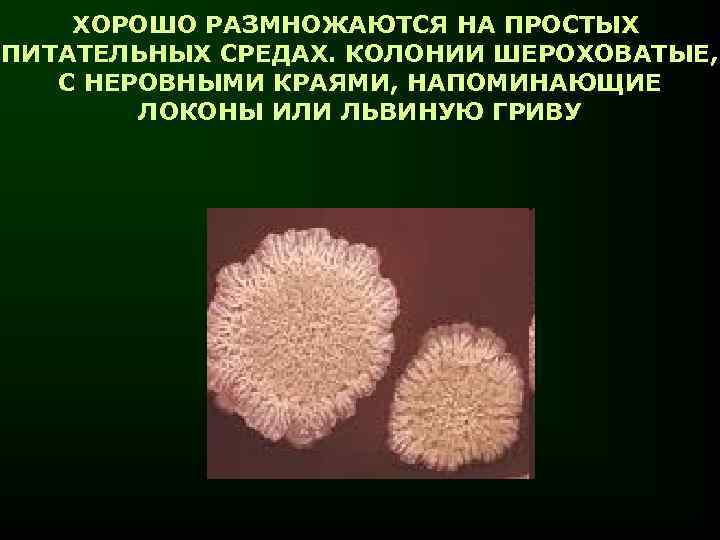 ХОРОШО РАЗМНОЖАЮТСЯ НА ПРОСТЫХ ПИТАТЕЛЬНЫХ СРЕДАХ. КОЛОНИИ ШЕРОХОВАТЫЕ, С НЕРОВНЫМИ КРАЯМИ, НАПОМИНАЮЩИЕ ЛОКОНЫ ИЛИ