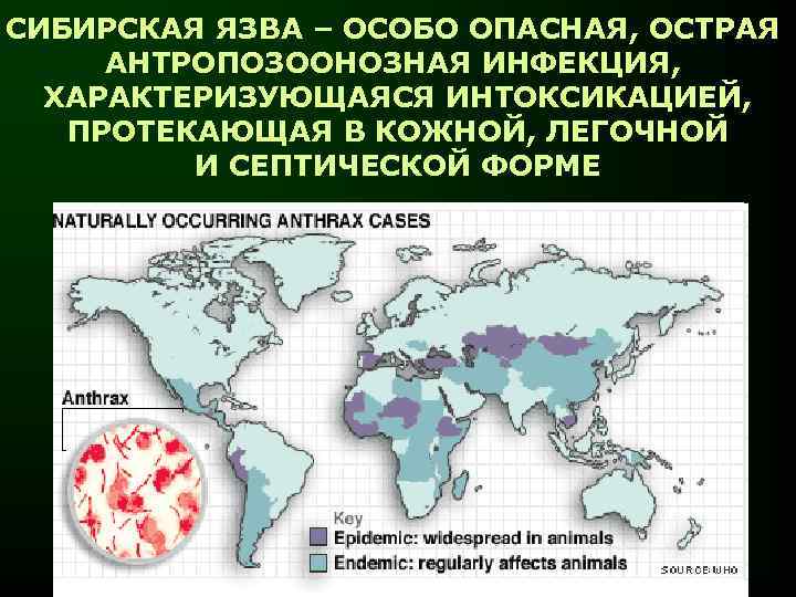 СИБИРСКАЯ ЯЗВА – ОСОБО ОПАСНАЯ, ОСТРАЯ АНТРОПОЗООНОЗНАЯ ИНФЕКЦИЯ, ХАРАКТЕРИЗУЮЩАЯСЯ ИНТОКСИКАЦИЕЙ, ПРОТЕКАЮЩАЯ В КОЖНОЙ, ЛЕГОЧНОЙ