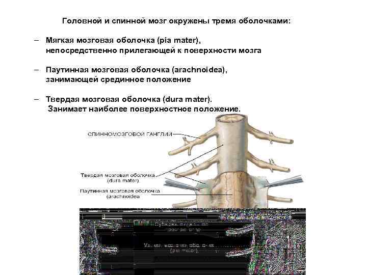 Головной и спинной мозг окружены тремя оболочками: – Мягкая мозговая оболочка (pia mater), непосредственно