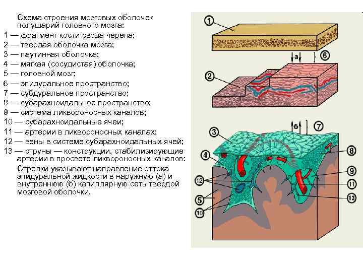 Схема строения мозговых оболочек полушарий головного мозга: 1 — фрагмент кости свода черепа; 2