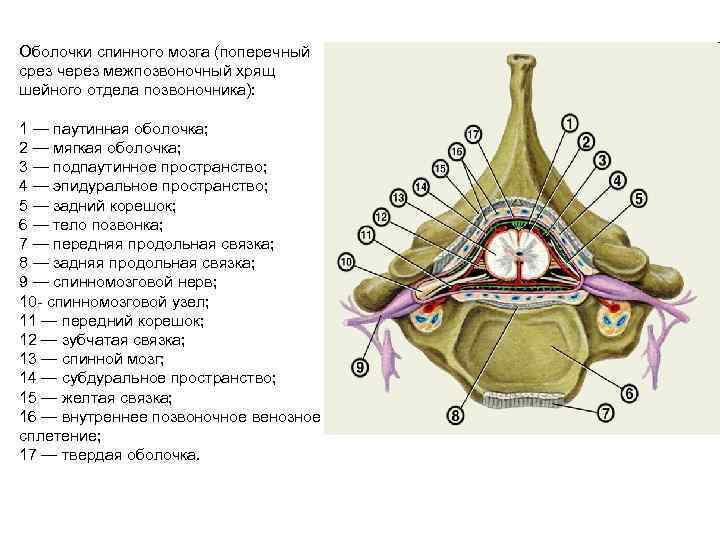 Оболочки спинного мозга (поперечный срез через межпозвоночный хрящ шейного отдела позвоночника): 1 — паутинная