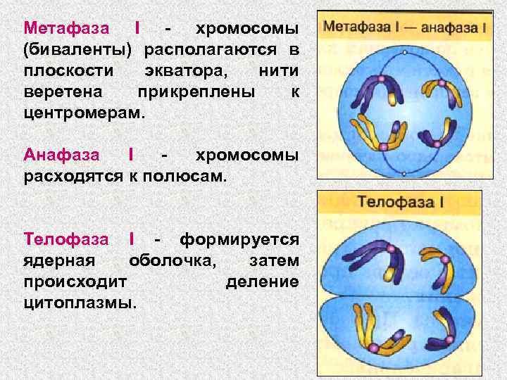 Размножение клетки жизненный цикл. Размножение клетки и ее жизненный цикл. В метафазе хромосомы располагаются в плоскости. Размножение клетки и ее жизненный цикл кратко. Жизненный цикл клетки митоз.