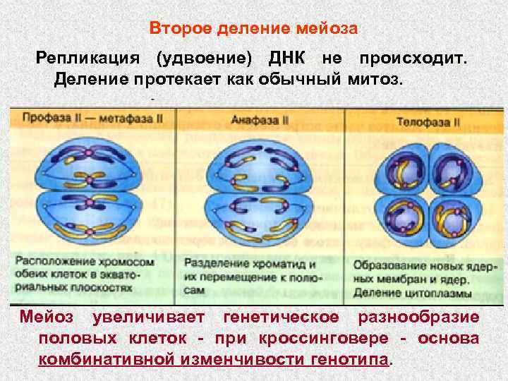 Происходит 1 деление. Репликация ДНК мейоз. Репликация ДНК митоз. Второе мейотическое деление ДНК. Удвоение ДНК митоз.