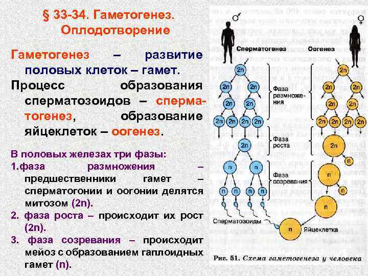 § 33 -34. Гаметогенез. Оплодотворение Гаметогенез – развитие половых клеток – гамет. Процесс образования