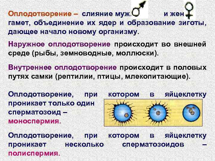 Оплодотворение развитие половых. Внешнее и внутреннее оплодотворение таблица. Виды оплодотворения внешнее и внутреннее. Сравнение наружного и внутреннего оплодотворения таблица. Виды оплодотворения таблица.