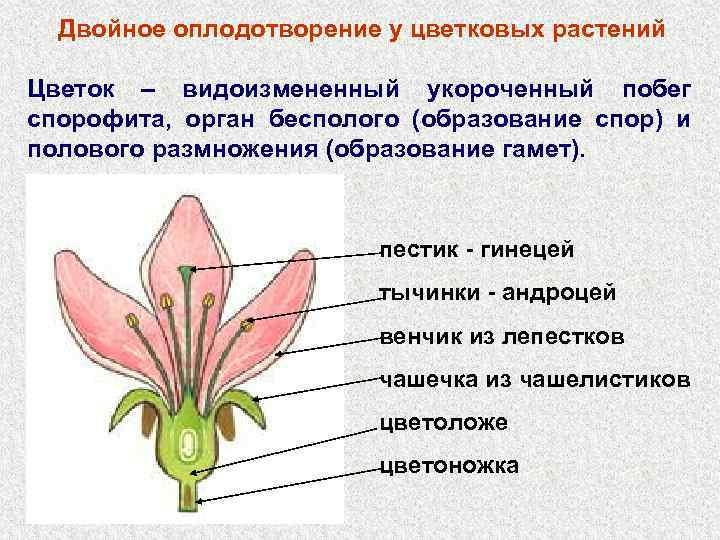 Двойное оплодотворение у цветковых растений презентация